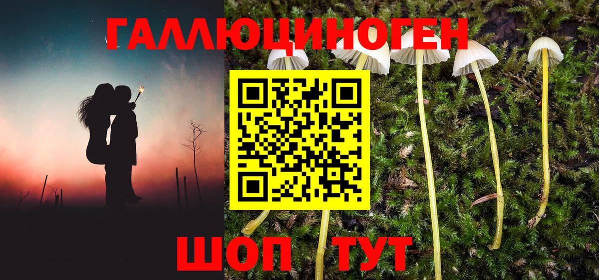 Галлюциногенные грибы Psilocybe Новотроицк